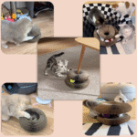 Arranhador para Gatos 2 em 1 com Bolinha