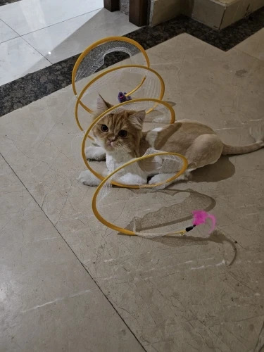 Imagem da Avaliação