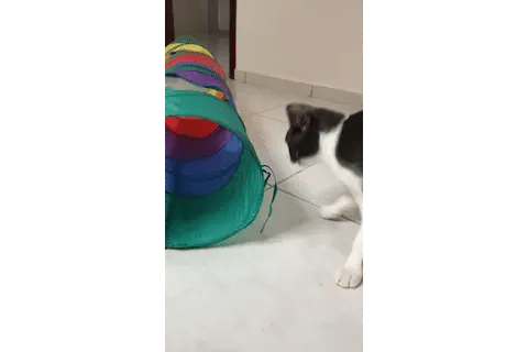 Túnel Dobrável para Gatos com 2 Saídas e Janelas